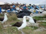 Pacifique - Un vortex de déchets plastiques s'est créé au milieu du Pacifique. Quels impacts pour l'environnement ?