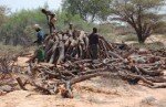 Somalie - Des fours solaires au Puntland pour stopper la déforestation aux programmes d’éducation au pastoralisme